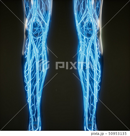 Blood Vessels of Human Body 50953135