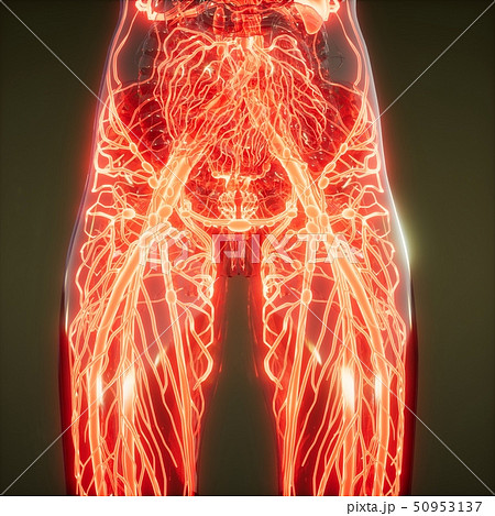 Blood Vessels of Human Body 50953137