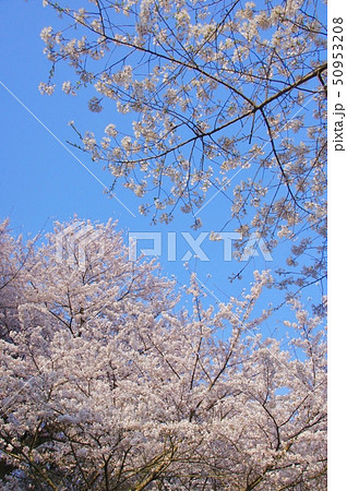 桜の山 奈良県桜井市 桜の山 奈良県桜井市 50953208