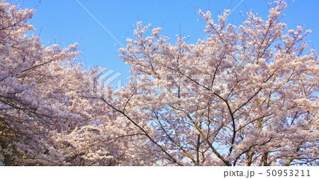 桜の山 奈良県桜井市 桜の山 奈良県桜井市 50953211