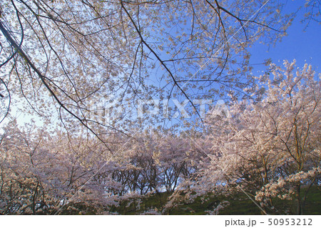 桜の山　奈良県桜井市 50953212
