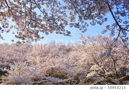満開の桜の山 奈良県桜井市 満開の桜の山 奈良県桜井市 50953213