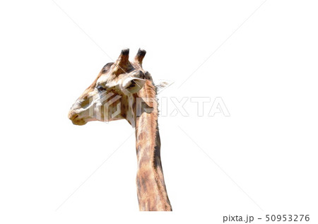 giraffe back face on white background 50953276