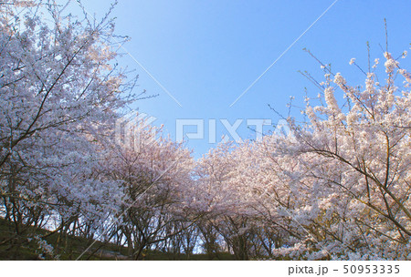 満開の桜の山 奈良県桜井市 満開の桜の山 奈良県桜井市 50953335