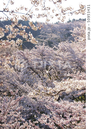 満開の桜 奈良県桜井市 満開の桜 奈良県桜井市 50953431