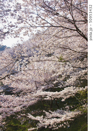 満開の桜 奈良県桜井市 満開の桜 奈良県桜井市 50953432