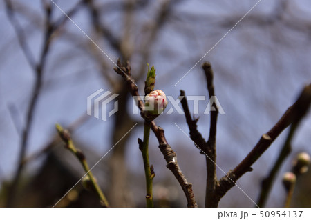 赤山禅院　源平桃 50954137