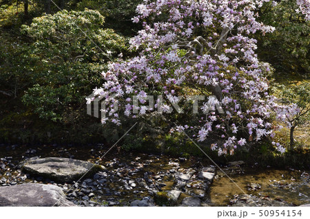 修学院離宮　下離宮　辛夷 50954154