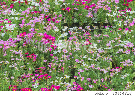 Colorful of Sulfur Cosmos flowers on a rack 50954816