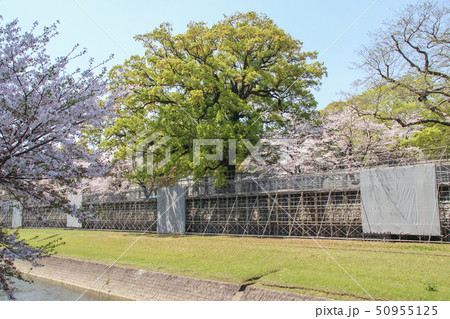熊本城の長塀 50955125