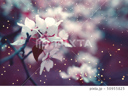 Spring blossom background with soft focus. 50955825