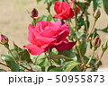 つぼみに囲まれた赤いバラの花 50955873