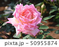 ピンクのバラ 50955874