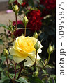黄色のバラ 50955875