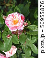 椿みたいなバラの花 50955876
