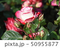 かれんなバラ 50955877