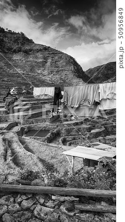 terrace field for coultivation of rice terrace field for coultivation of rice 50956849