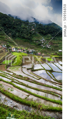 terrace field for coultivation of rice terrace field for coultivation of rice 50956850
