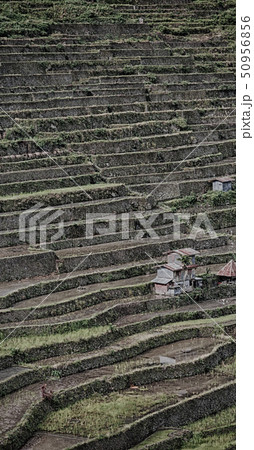terrace   field for  coultivation of rice 50956856