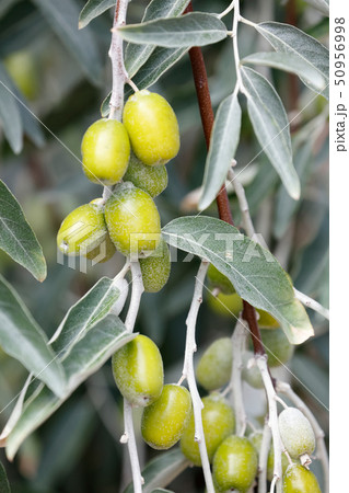 Branch with unripe fruits of Elaeagnus, 50956998