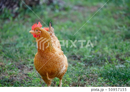 Free range chicken gathering, on grass 50957155