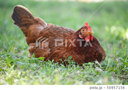 Free range chicken gathering, on grass 50957156