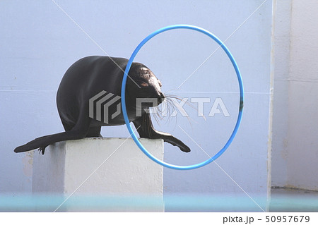 アシカのショー 　首をふりふり演技するアシカ　 50957679