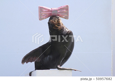 アシカのショー 　首をふりふり演技するアシカ　 50957682