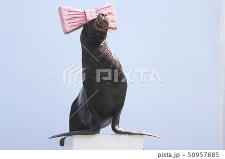 アシカのショー 　首をふりふり演技するアシカ　 50957685