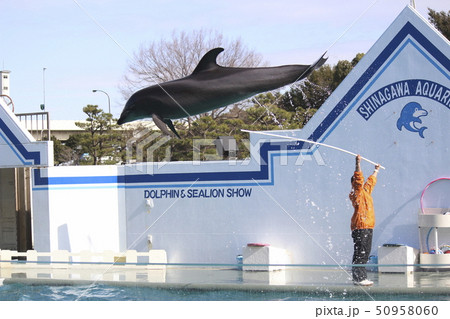イルカのショー イルカのショー 50958060