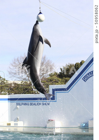 イルカのショー イルカのショー 50958062