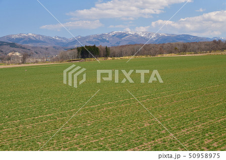春の北海道厚沢部町鶉地区で秋まきの小麦畑の風景を撮影 春の北海道厚沢部町鶉地区で秋まきの小麦畑の風景を撮影 50958975