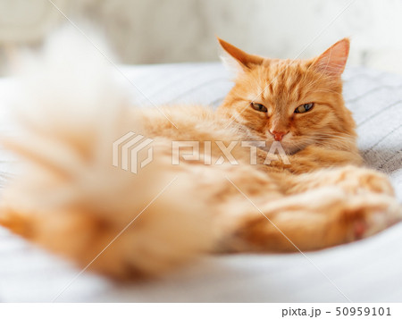 Cute ginger cat lying on bed. Fluffy pet dozing Cute ginger cat lying on bed. Fluffy pet dozing 50959101