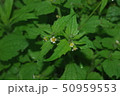 雑草 50959553