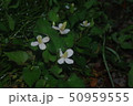 ドクダミ 50959555