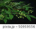 山椒の実 50959556