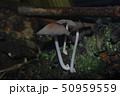 キノコ 50959559