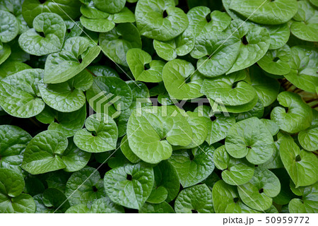 ミツバアオイ 50959772