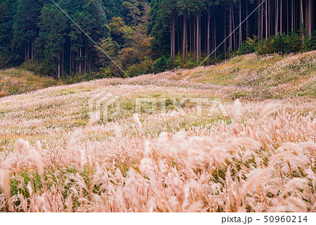 （神奈川県）秋の箱根仙石原高原　ススキ野原 50960214