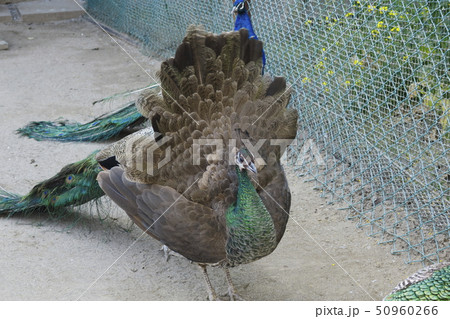 孔雀　メス 50960266