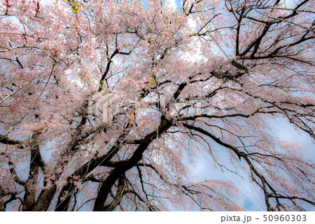 竹田　墓守桜 50960303