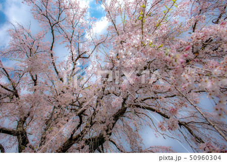 竹田　墓守桜 50960304