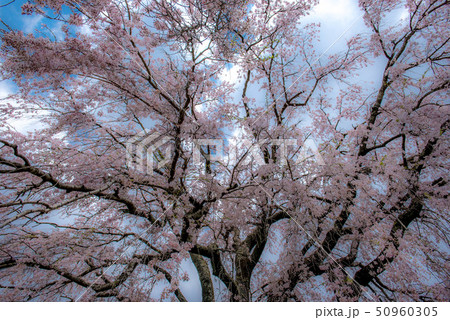 竹田　墓守桜 50960305