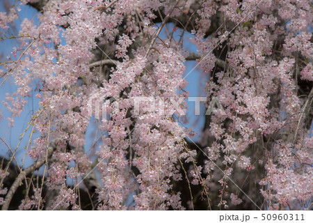 竹田　墓守桜 50960311