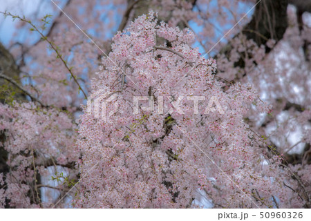 竹田　墓守桜 50960326
