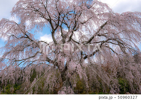 竹田　墓守桜 50960327
