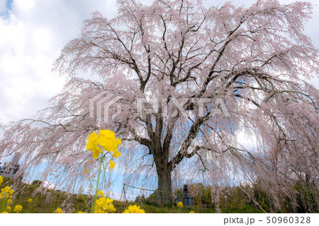 竹田　墓守桜 50960328