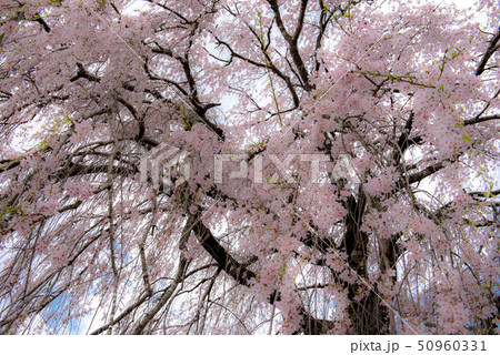 竹田　墓守桜 50960331