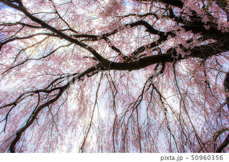 竹田　墓守桜 50960356