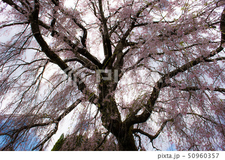 竹田　墓守桜 50960357